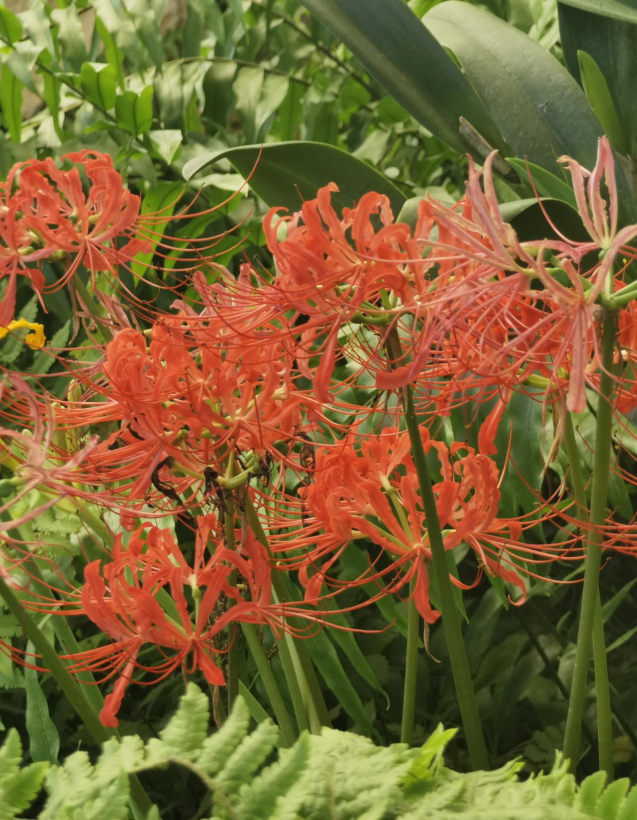 “花开不见叶，叶生不见花，生生两相错，花叶不相逢。”
彼岸花！相信大家都会不约而