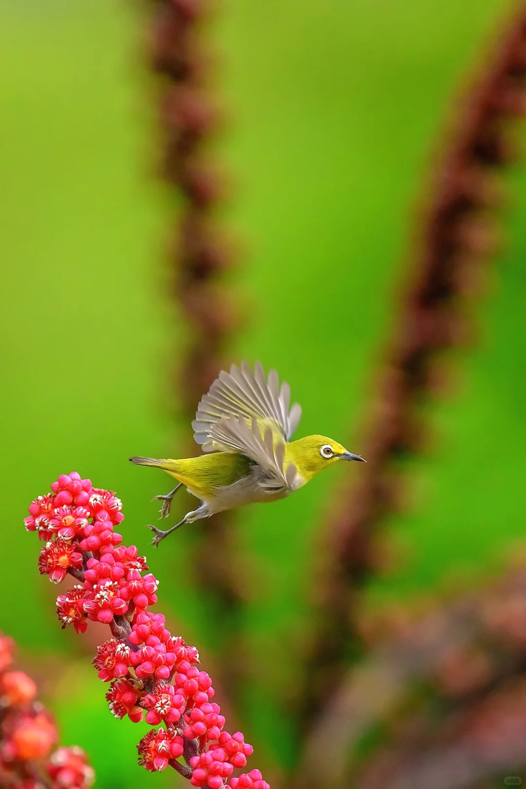 绣眼鸟：枝头秀 相机：尼康Z63 镜头：尼康Z400/4.5 1.4X