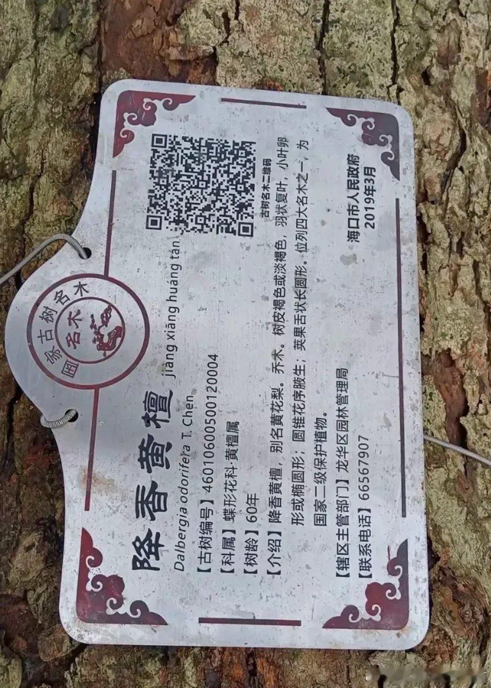 摩羯”登陆海南，海口市一棵60多岁、有政府颁发的“身份证”、市场估价高达260万