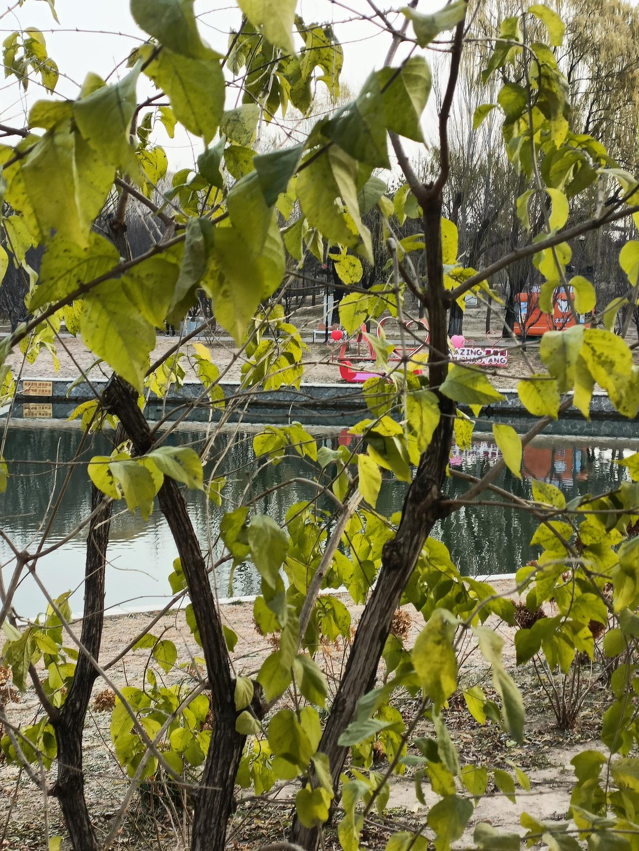 花开花落，让我明白人生有起有伏。花开时，是生命的绽放，每一朵花绽放前都经历漫长孕