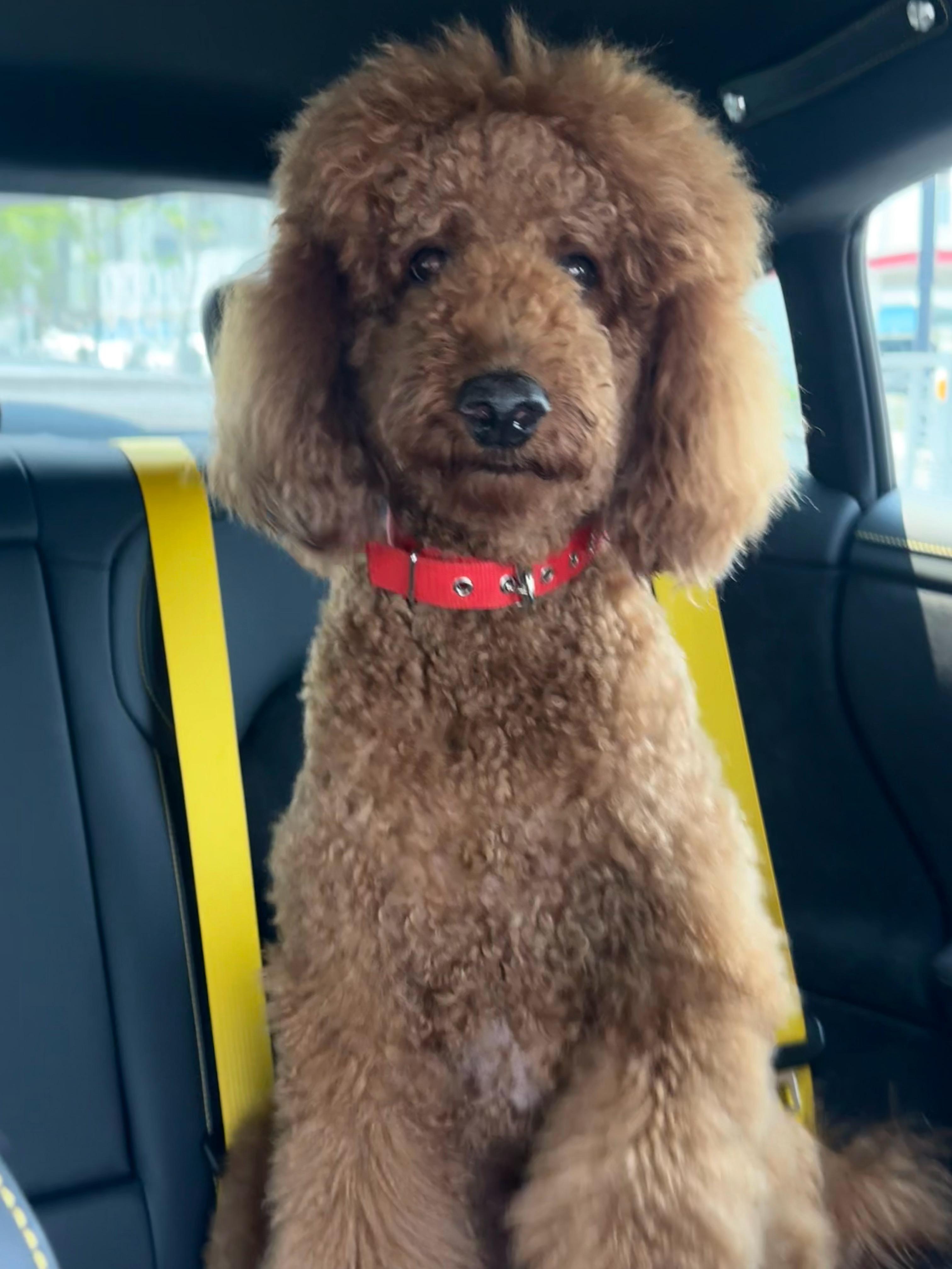mia的plog时刻 把狗狗🐶送去医院做手术住院了正好出差10天回来又能看见一