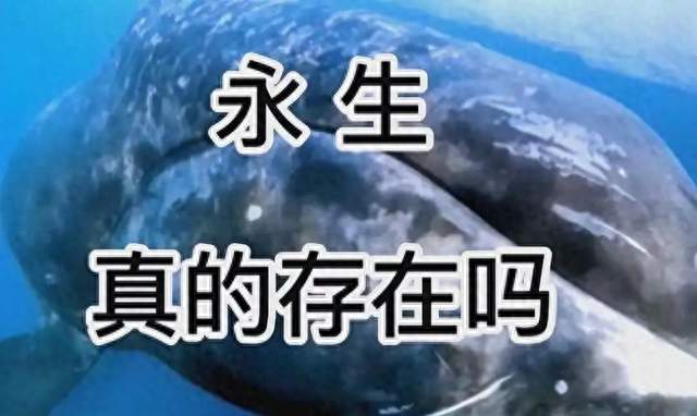 为何水螅、灯塔水母都能“永生”，大自然却让绝大多数动物走向衰老？