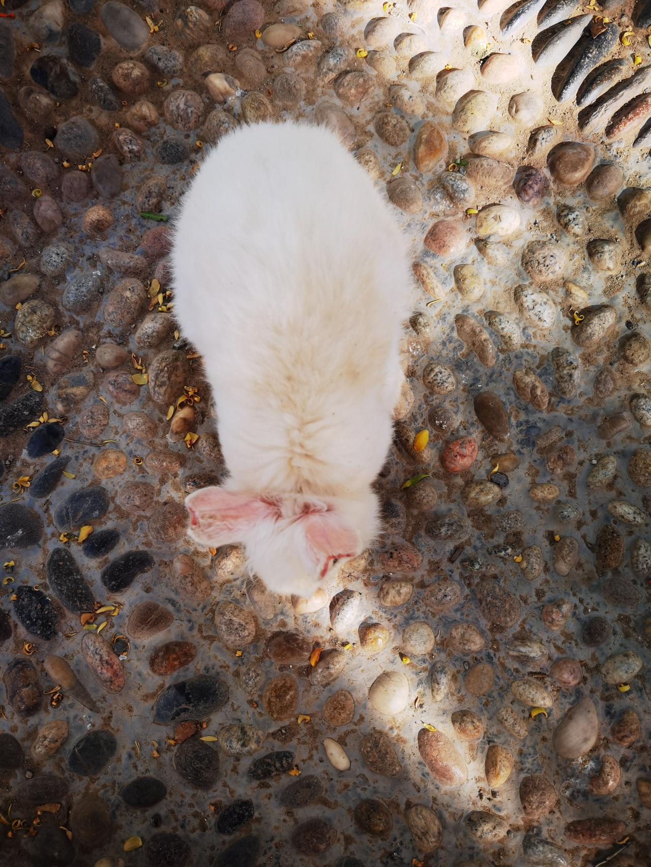 兔子的尾巴长不了，为啥兔子的耳朵那么长？这得从生物学的角度去看，那就是生物这可进