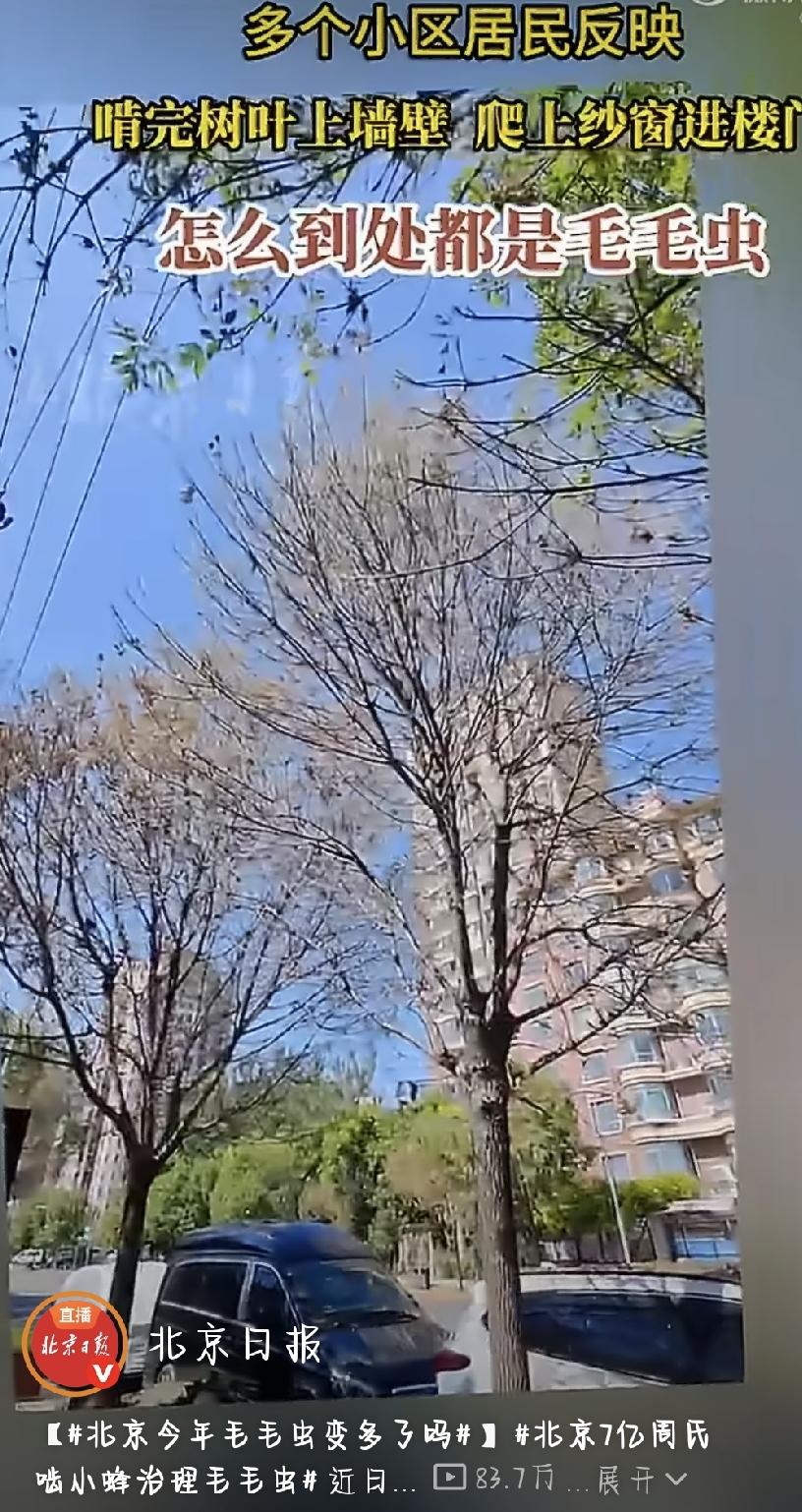 最近，北京不少市民一出门就犯愁：小区里、马路边，树上毛毛虫随处可见，物业打了好几
