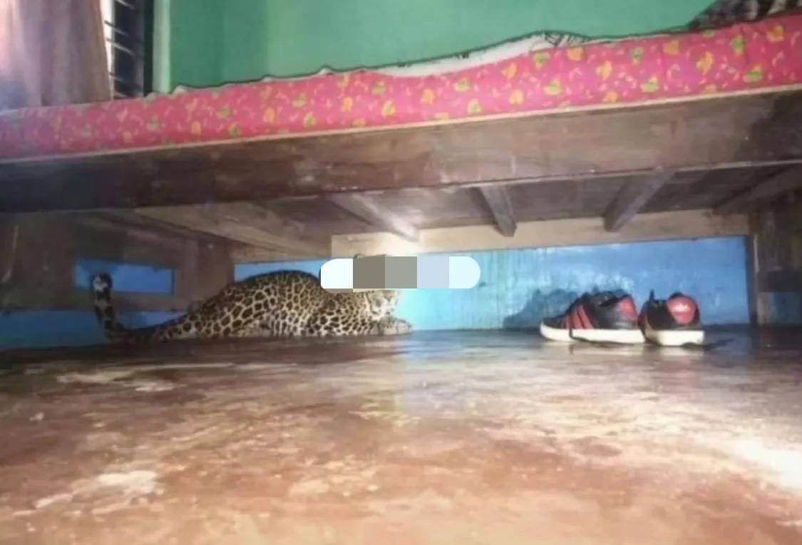 一觉睡醒床底有一只流浪猫