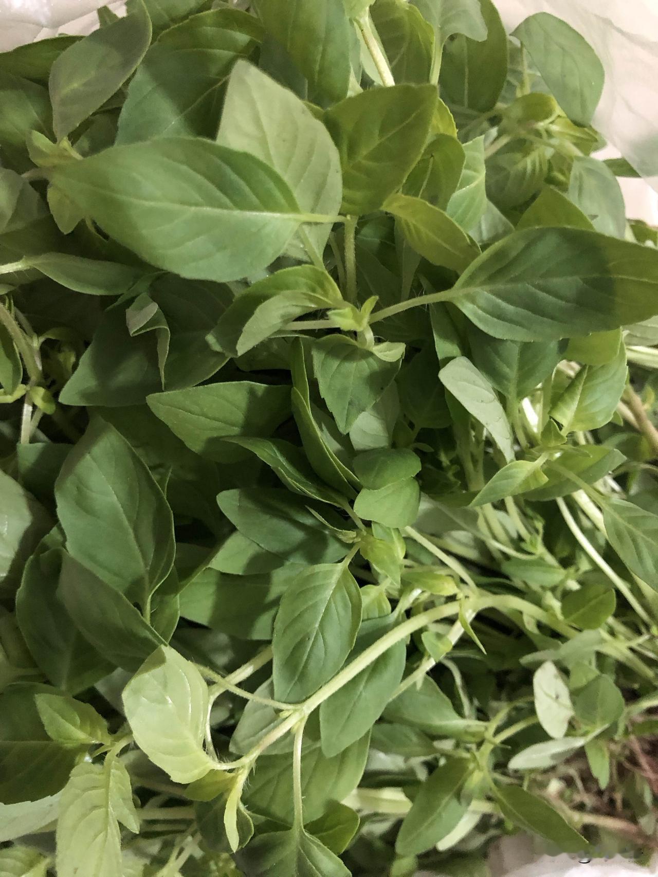 又开始吃荆芥啦，网上买的九块多一斤，没有放水，里面没有水，干干净净的，挺不错，良