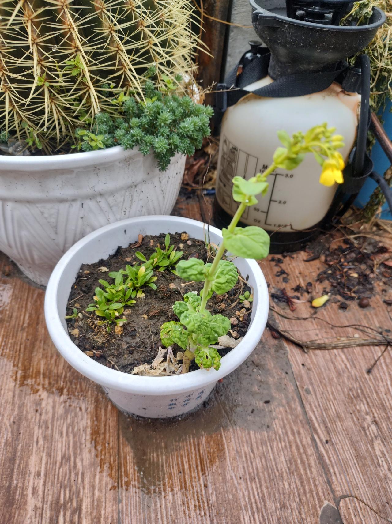 这颗黄心菜已经赢了很多同行黄心菜，人家竟然完成了菜生大事，结婚生子了！[捂脸][