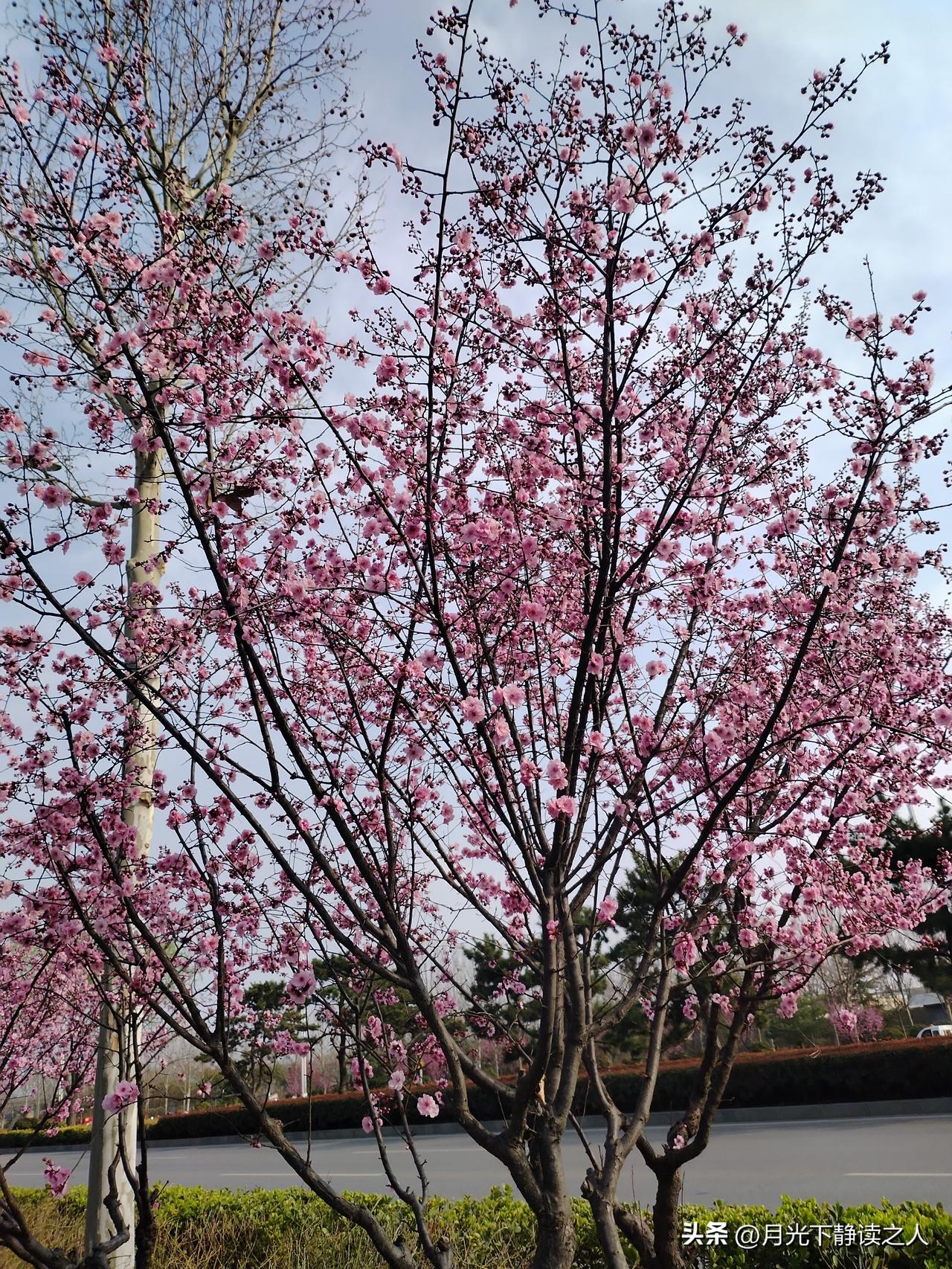 春天真好啊！

你看这满树的粉花儿，热热闹闹地挤在枝头上，风一吹就晃呀晃，像一群