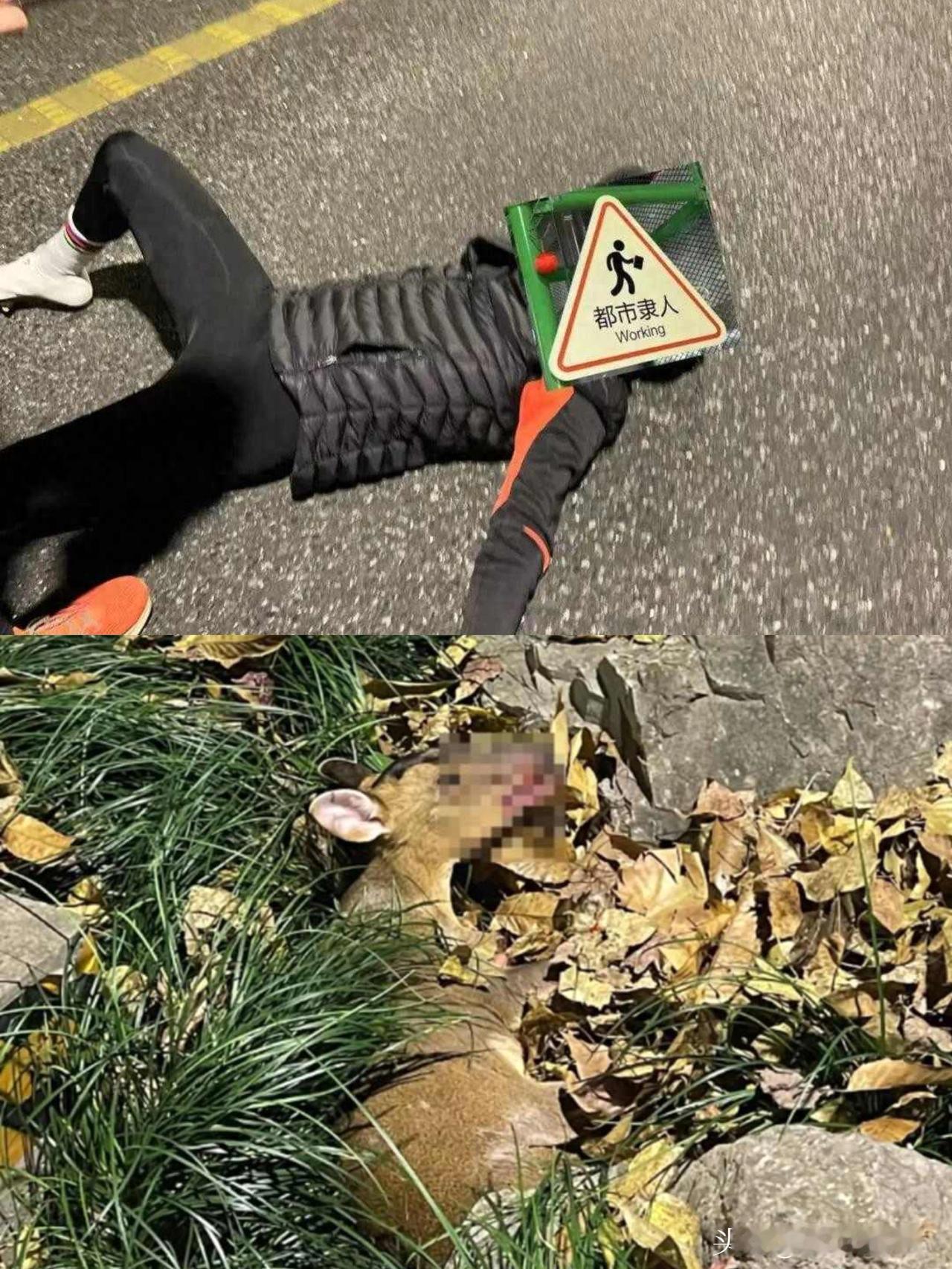 杭州龙井路骑行者与黄麂相撞，
双双受伤：夜骑小伙断了2根骨头，
黄麂仍在全力救治