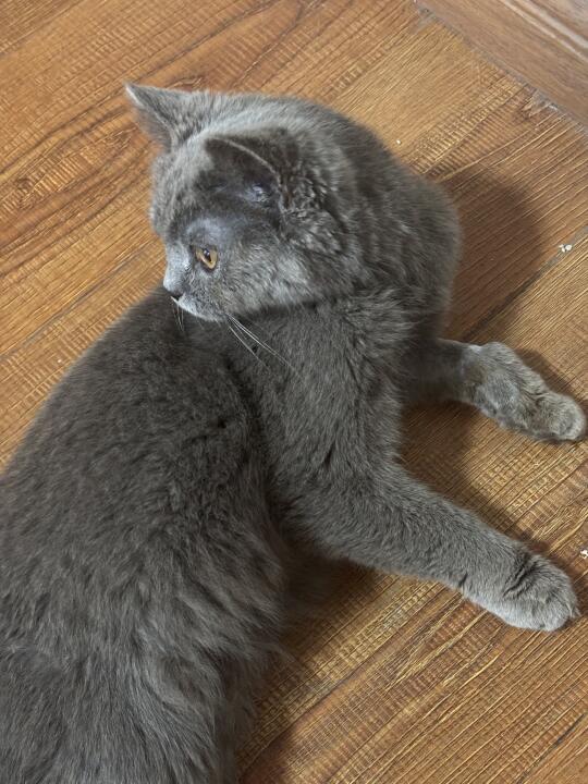 九江英短蓝猫妹妹无偿找领养