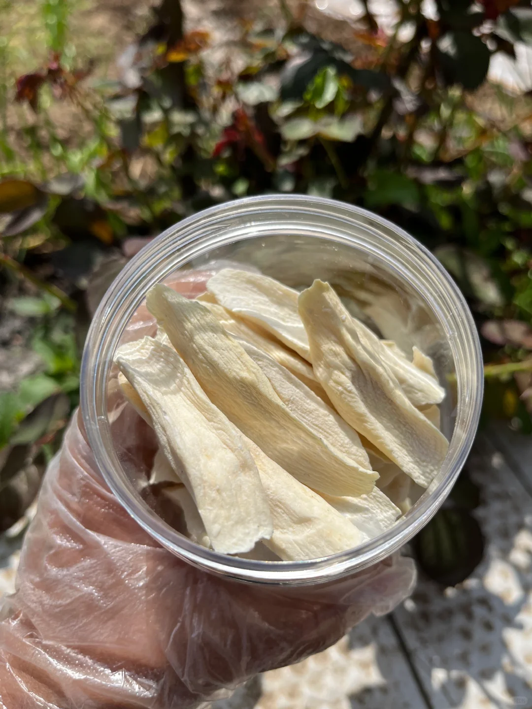 感谢罗博士，立春后才煮了3天，名不虚传！