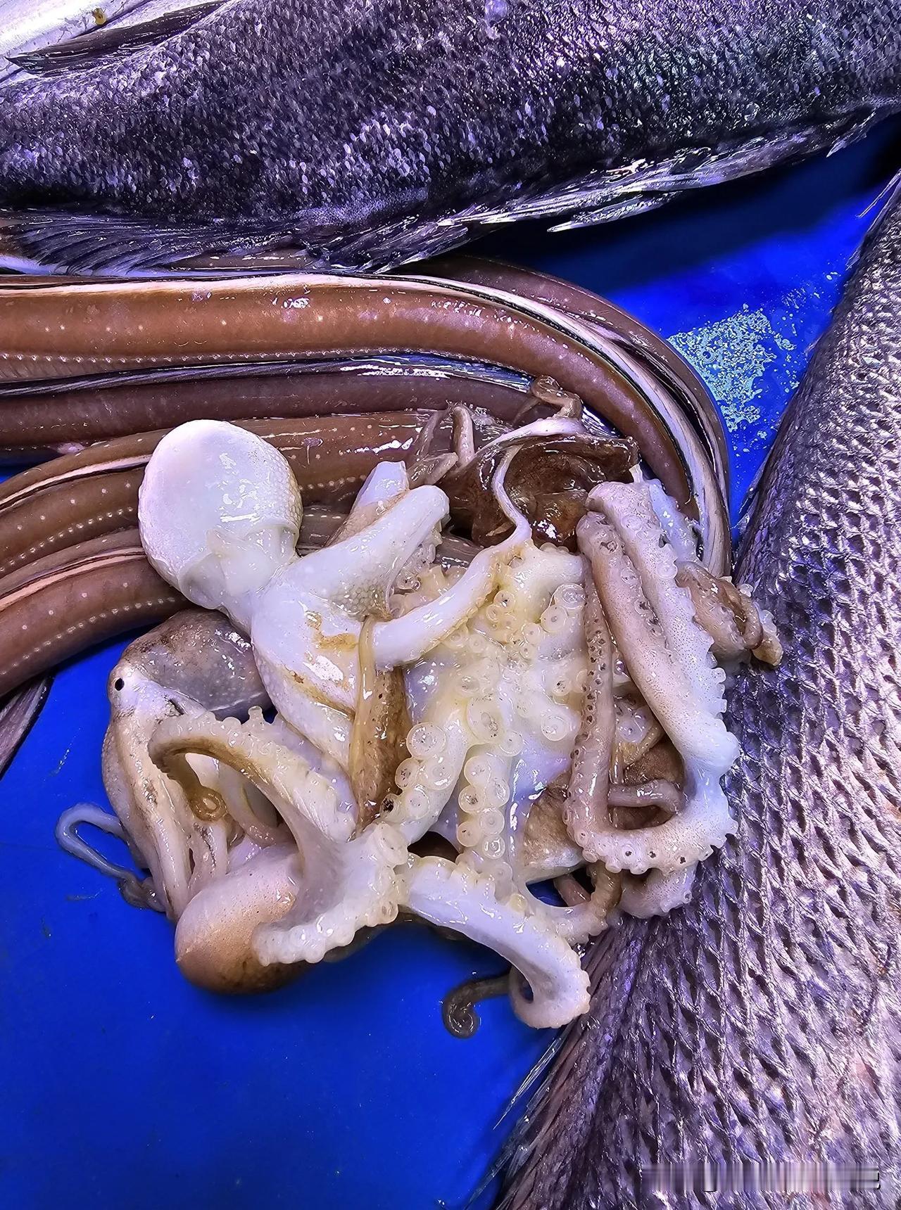 来感受一下青岛的海鲜价格，看看是不是和青岛的房价成正比。

六两多的螃蟹150元