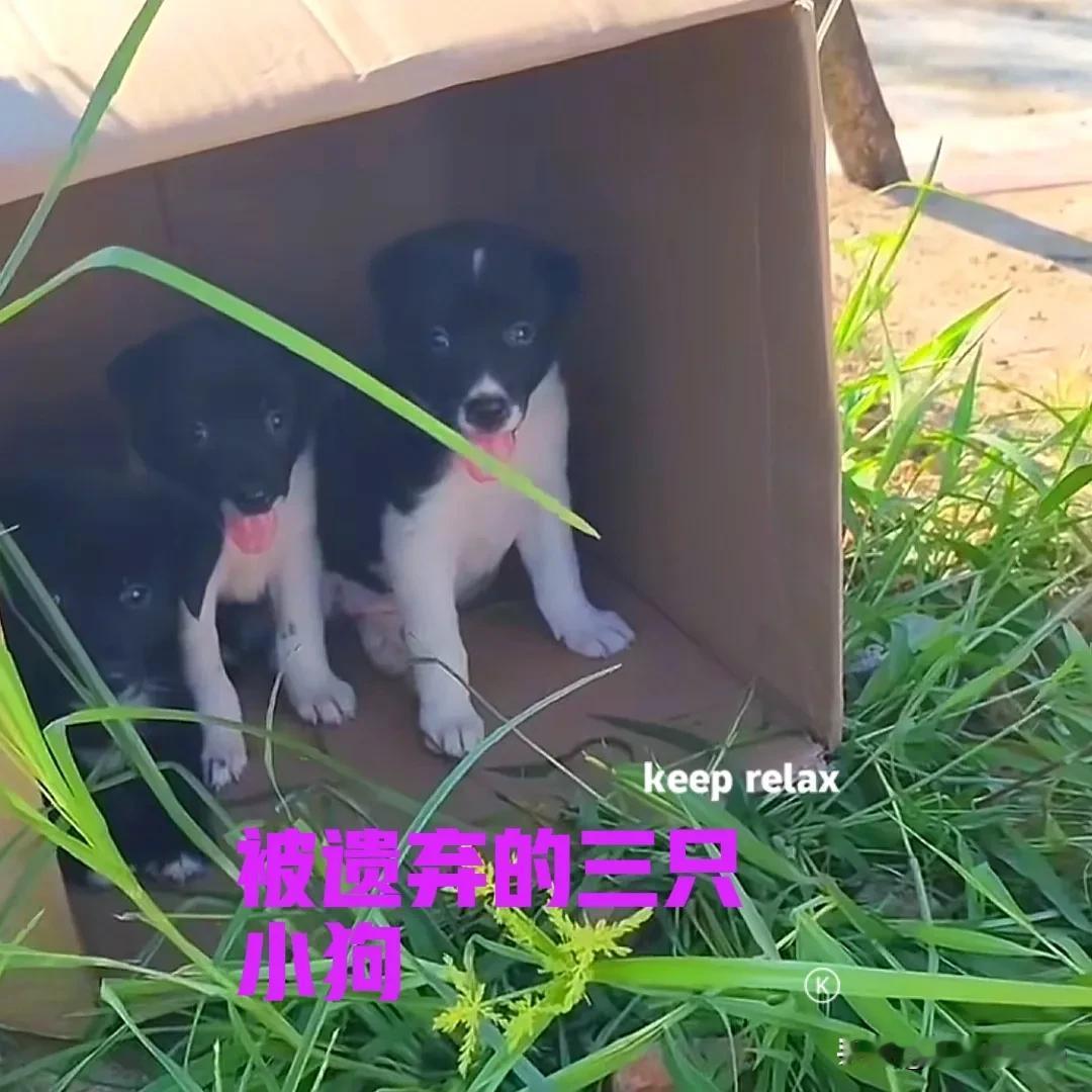早上去公园散步，在一棵大树下发现了一个废纸箱。纸箱里面有三只小狗，一只黑色两只花