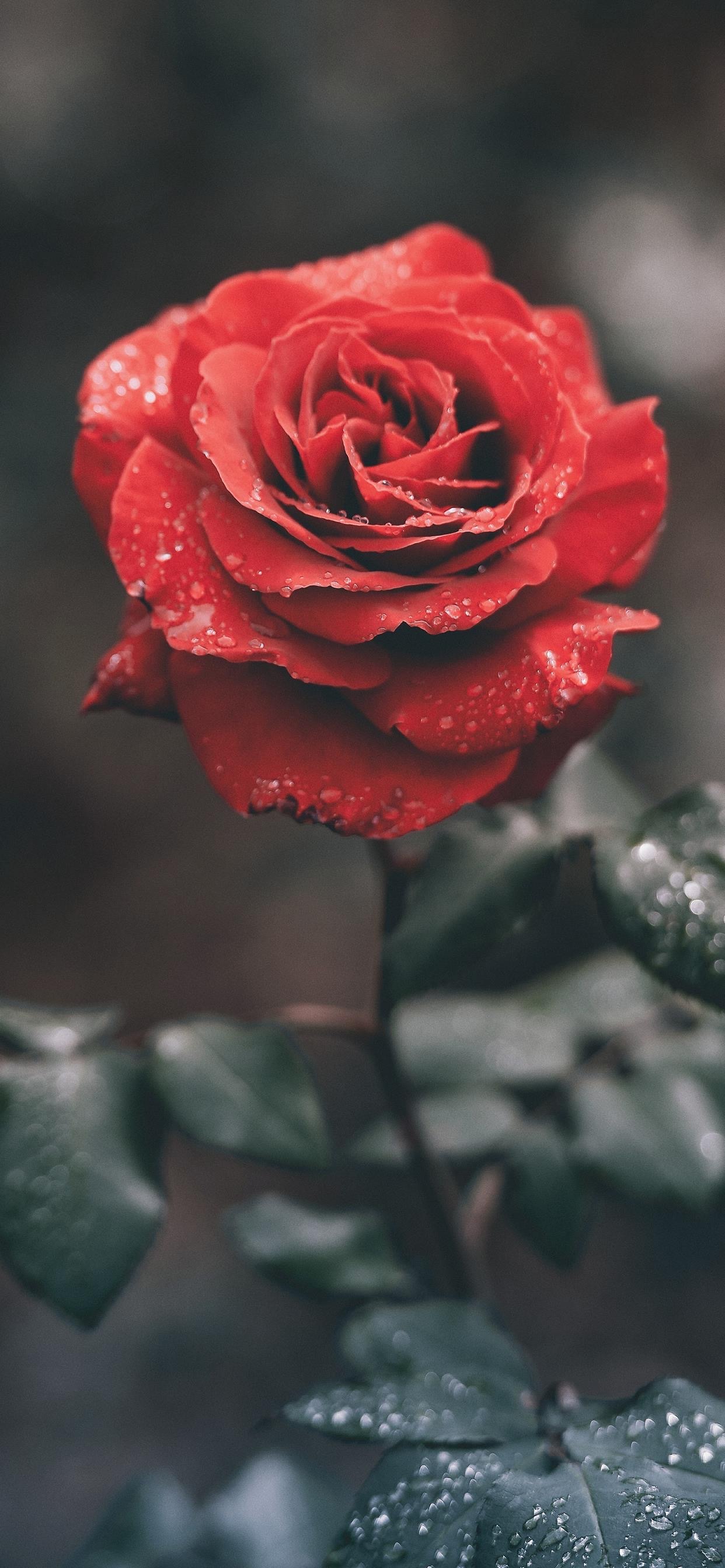 以玫瑰之名🌹治愈系壁纸 ​​​