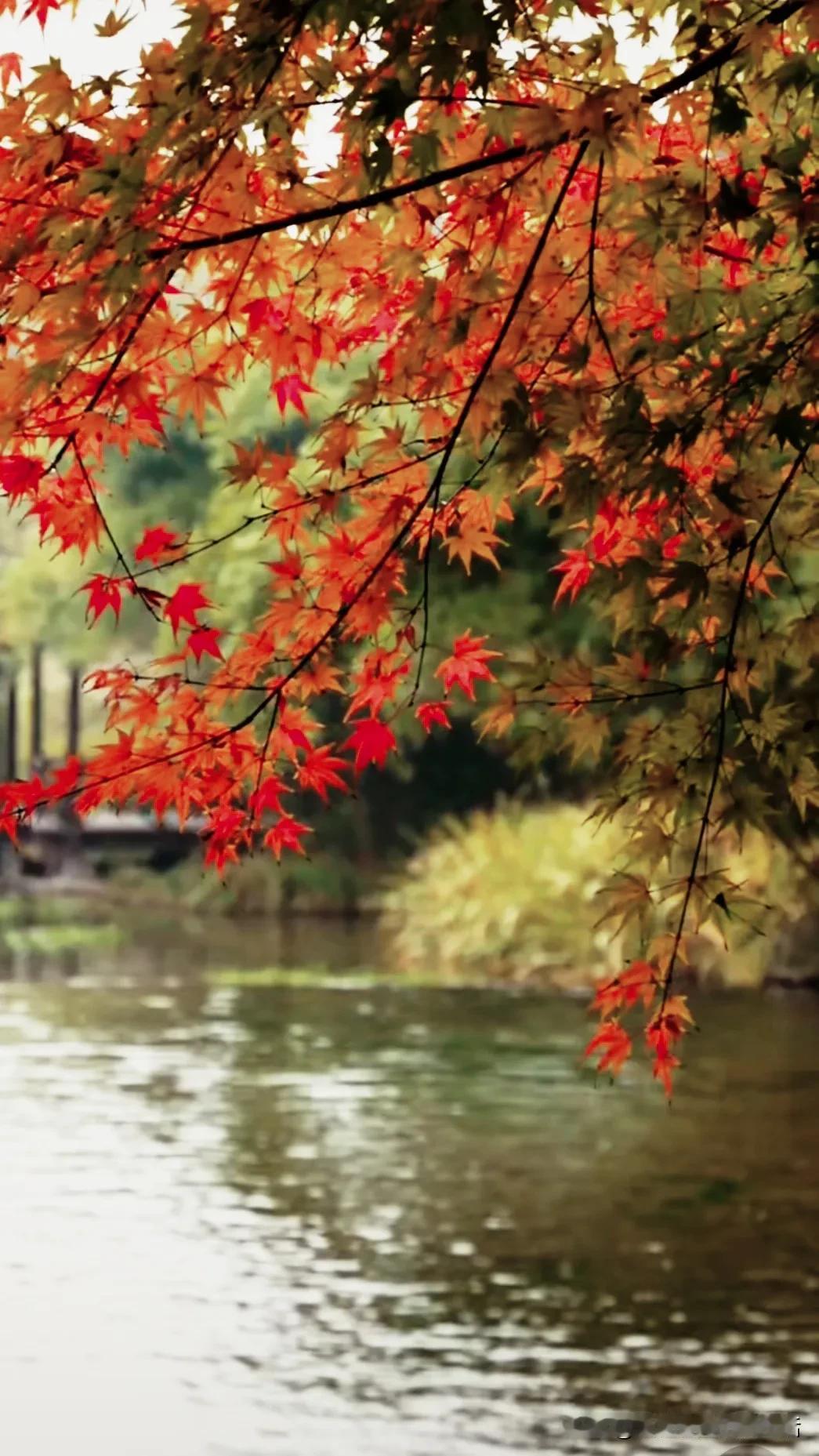 冬意渐浓，红叶映水，美不胜收！🍁🍂🌳美丽的枫景 初冬赏秋景