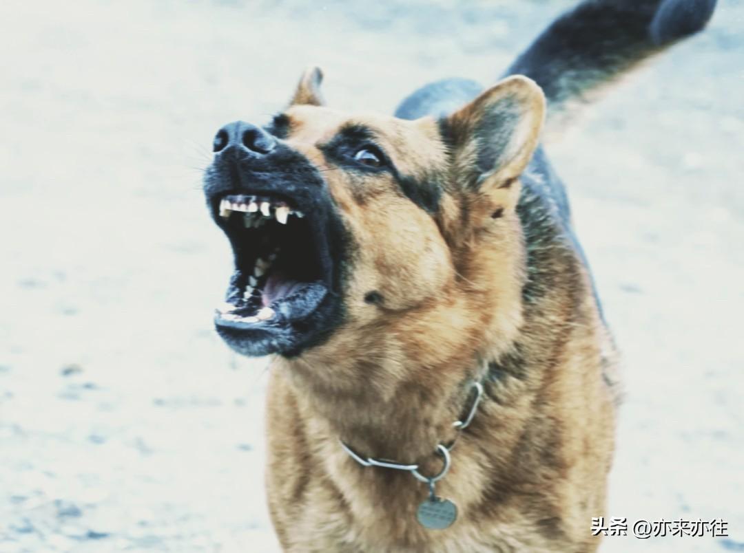 你被狗咬了一口，难道你也要咬回去，把狗也咬一口么？

我们时常听到这样的劝解，大