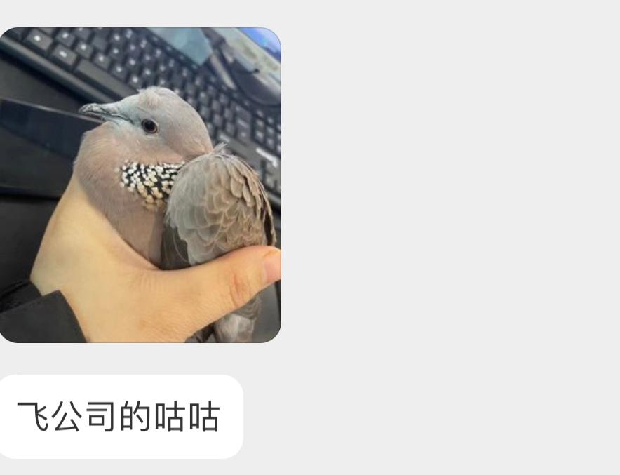 飞屋里的珠颈斑鸠头顶都撞出刘海了🙊 ​​​