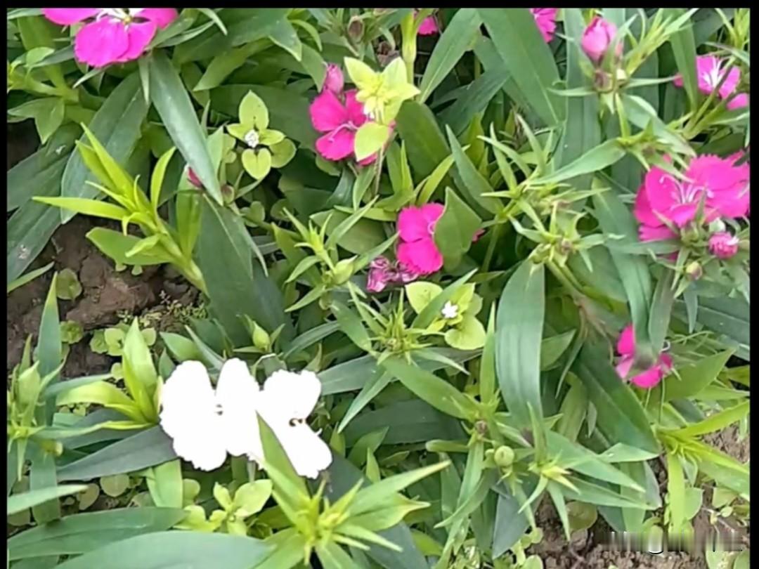 一张照片展示你认为最美的花朵这是一张春天里的照片，拍的人已经十几年都没有联系了。