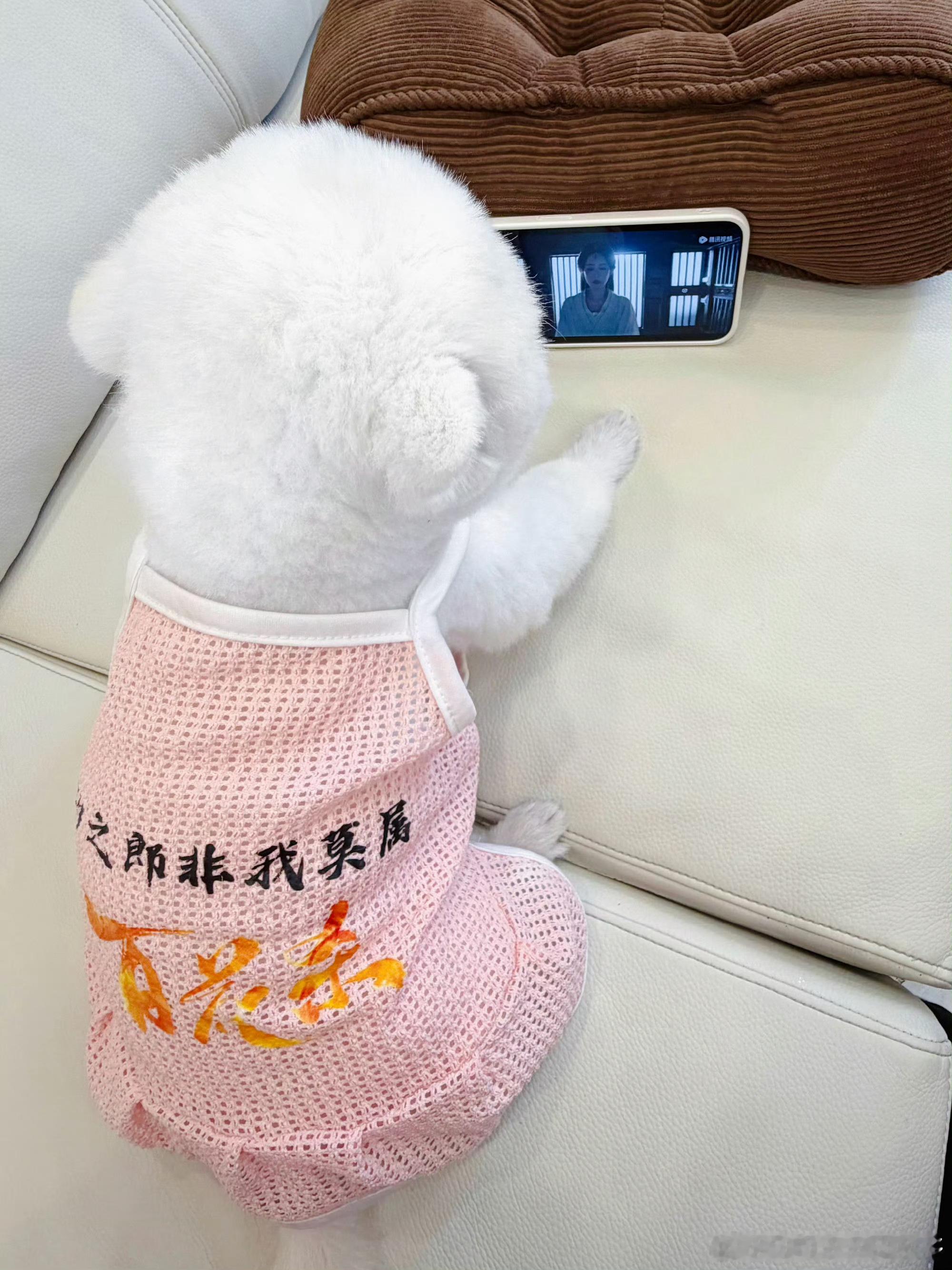 电视剧百花杀百花杀不百来畅聊局 我支持巧克力当汐之郎