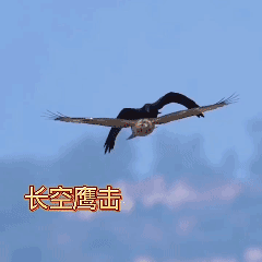 乌鸦🐦‍⬛常笑老鹰🦅非…[泣不成声]