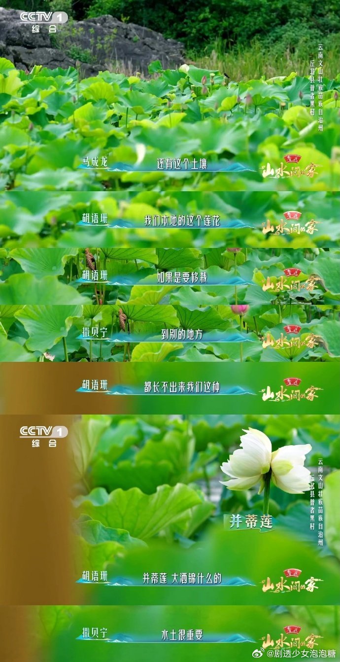 云南一村集齐300多种荷花于适万亩荷塘中找到稀有款 万亩荷塘藏珍奇，三百余种荷花