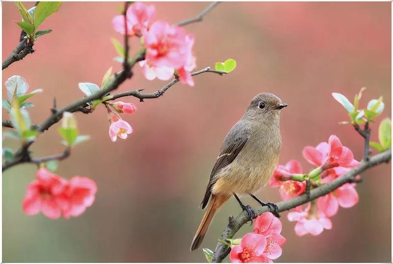 #上联：春赏桃花秋赏菊，如何对下联#夏赏荷花冬赏梅。