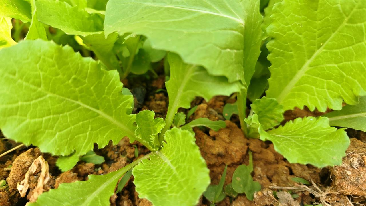 院子里的菜长得真快……