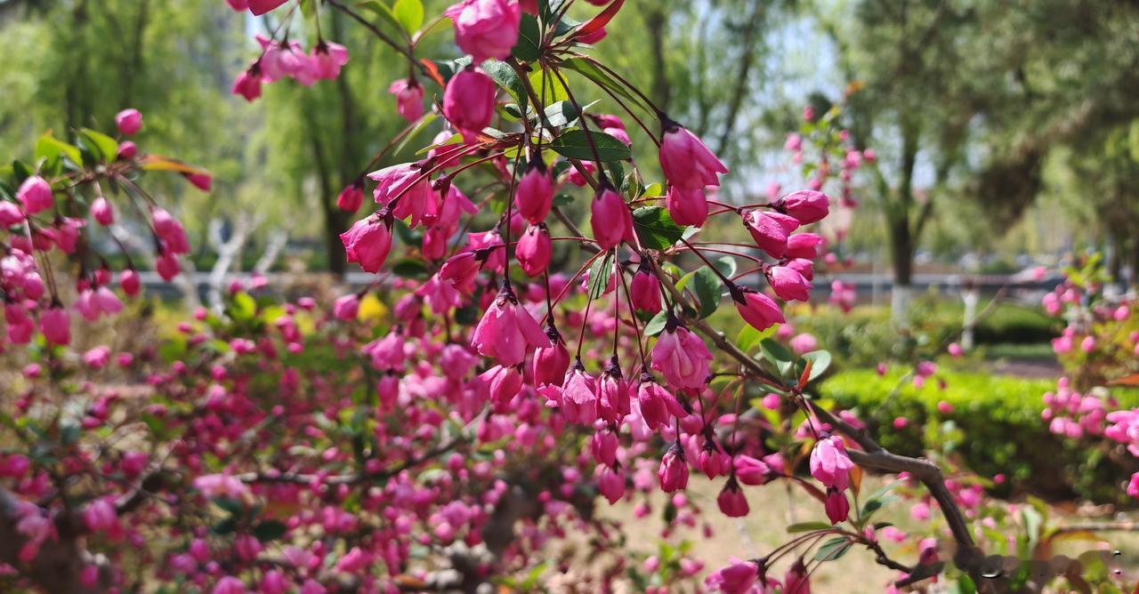 晒图笔记大赛漂亮的垂丝海棠