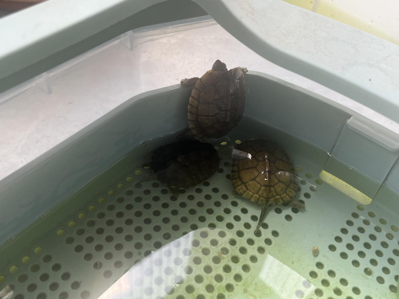 有谁跟我一样养龟养上瘾🐢小乌龟们都挺可爱的，就是有点怕人