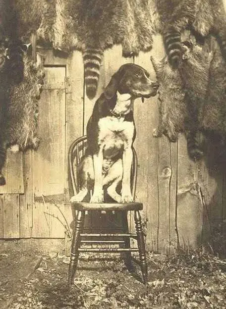 早期沃克猎犬