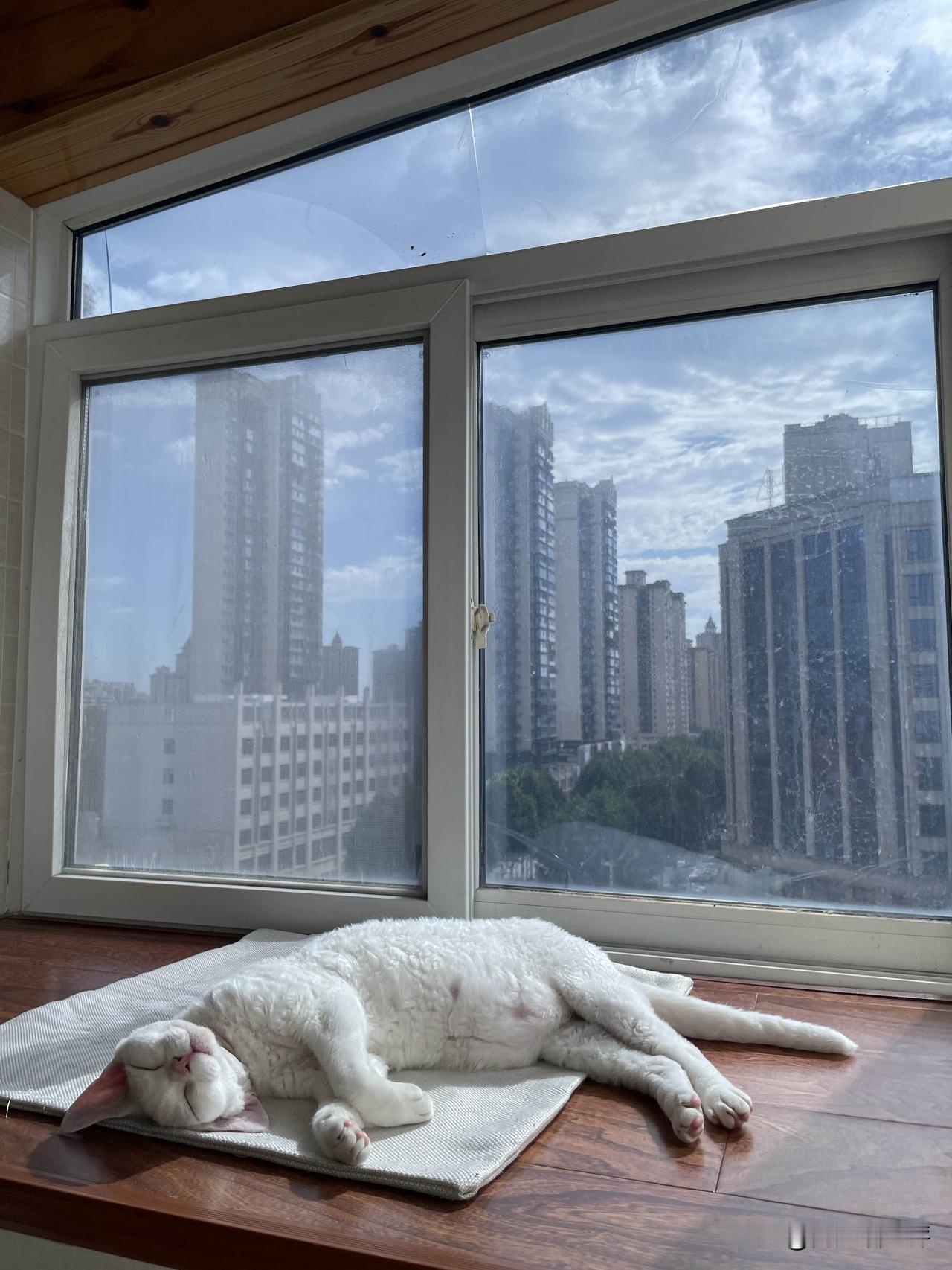 你家的小猫咪有哪些可爱的睡姿呢?
我家小猫咪的可爱睡姿可多啦，一起来看看下面的随