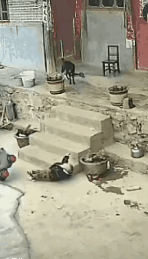 家长呢？还是说这个是领养的？