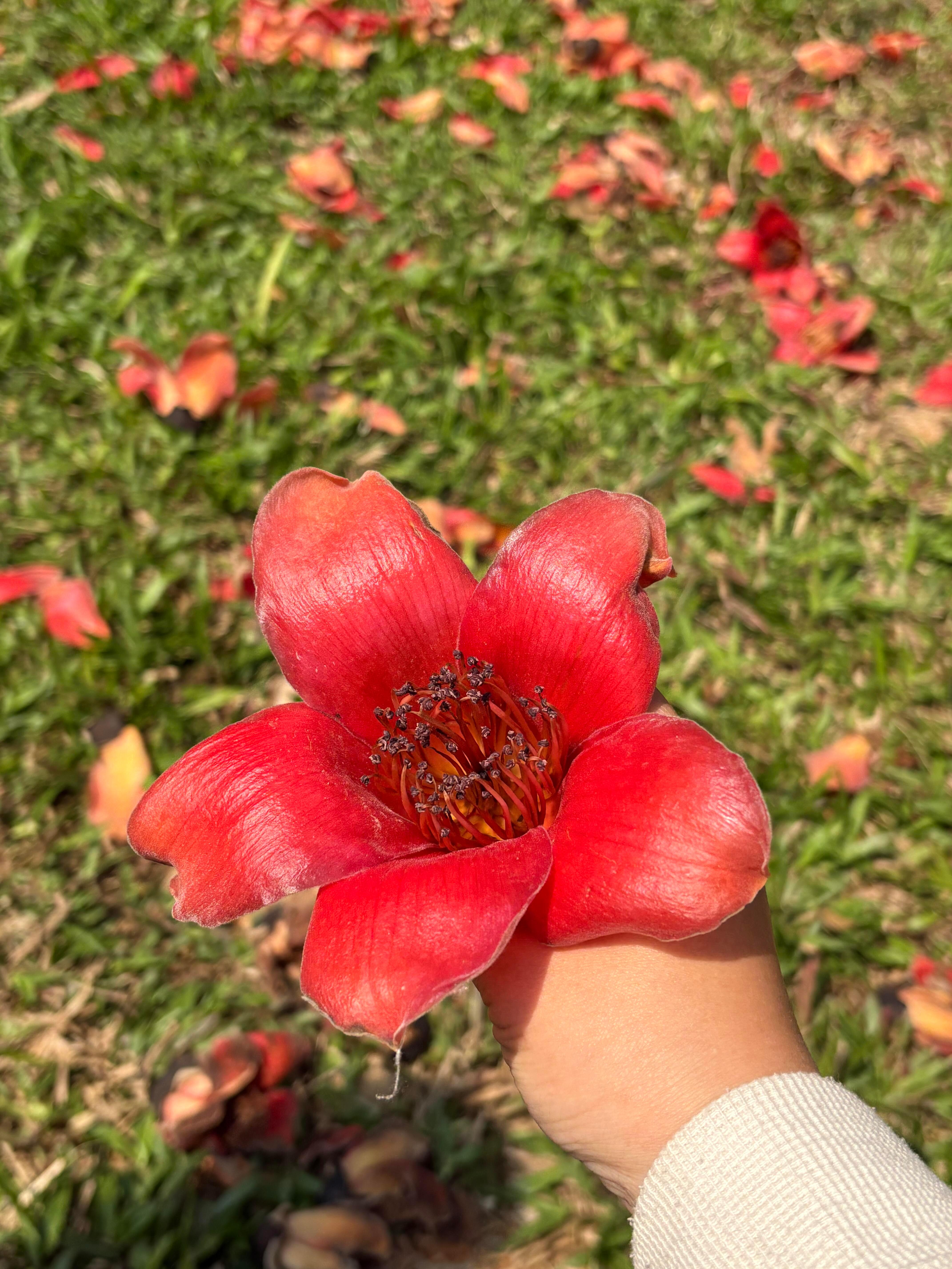 广东人捡木棉花挂闲鱼标价9.9一斤赚商高的人已经发上春日财了一代人有一代人的木棉