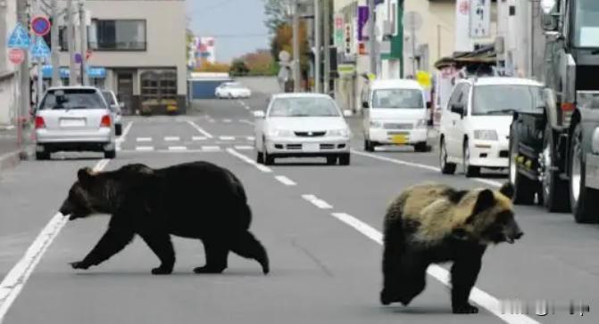 日本半年多时间捕杀了近万头熊
据红星新闻消息，日本环境省汇总各地上报的数据显示共