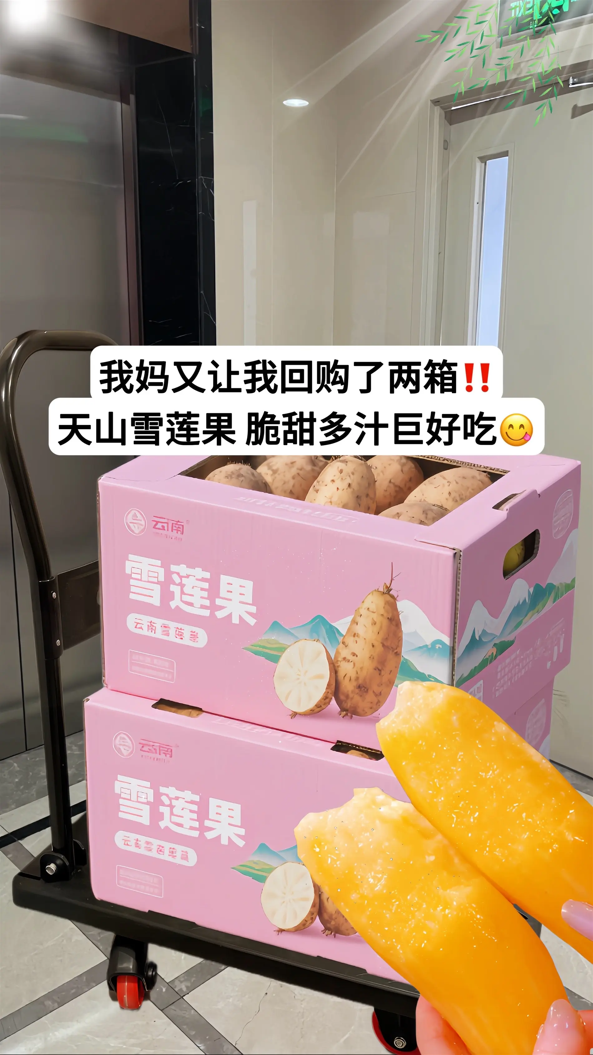 云南天山雪莲果•现挖直发，金黄果肉藏着阳光的暖意，咬开便是清甜脆嫩的口...