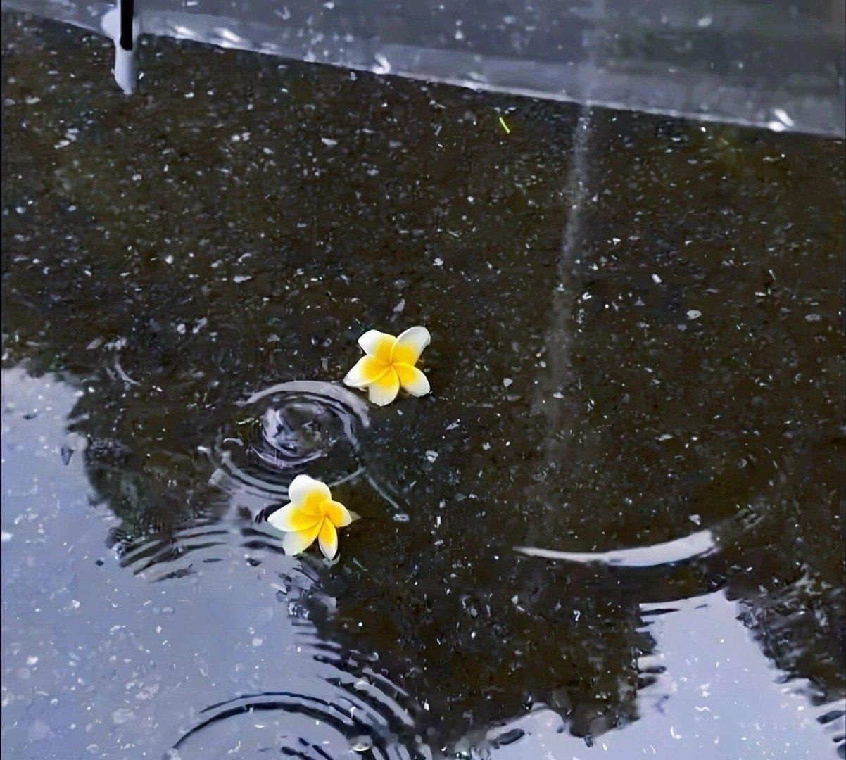 后来我清楚，有些关系再在意也会疏远，就像抓着一束玫瑰，虽然很喜欢，但刺扎得手疼还