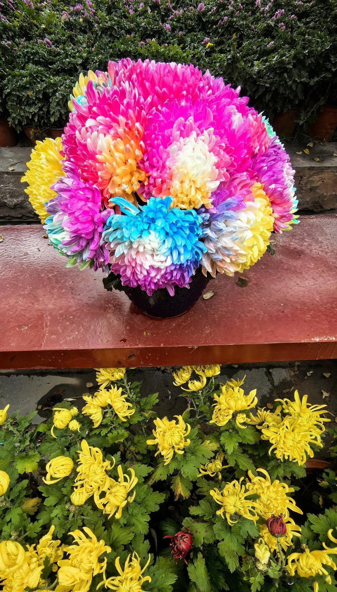 荧光菊完全是人工培育的新品种，如果不介绍，无论远看还是近观，都像塑料花。
荧光菊