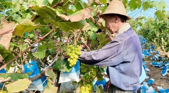 面对安徽霍邱果农王西华的优质果滞销困境，消费端的认知混乱成了一个关键因素。“不用