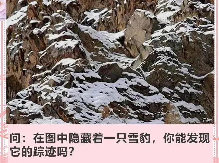 在图中隐藏着一只雪豹，你能发现它的踪迹吗！