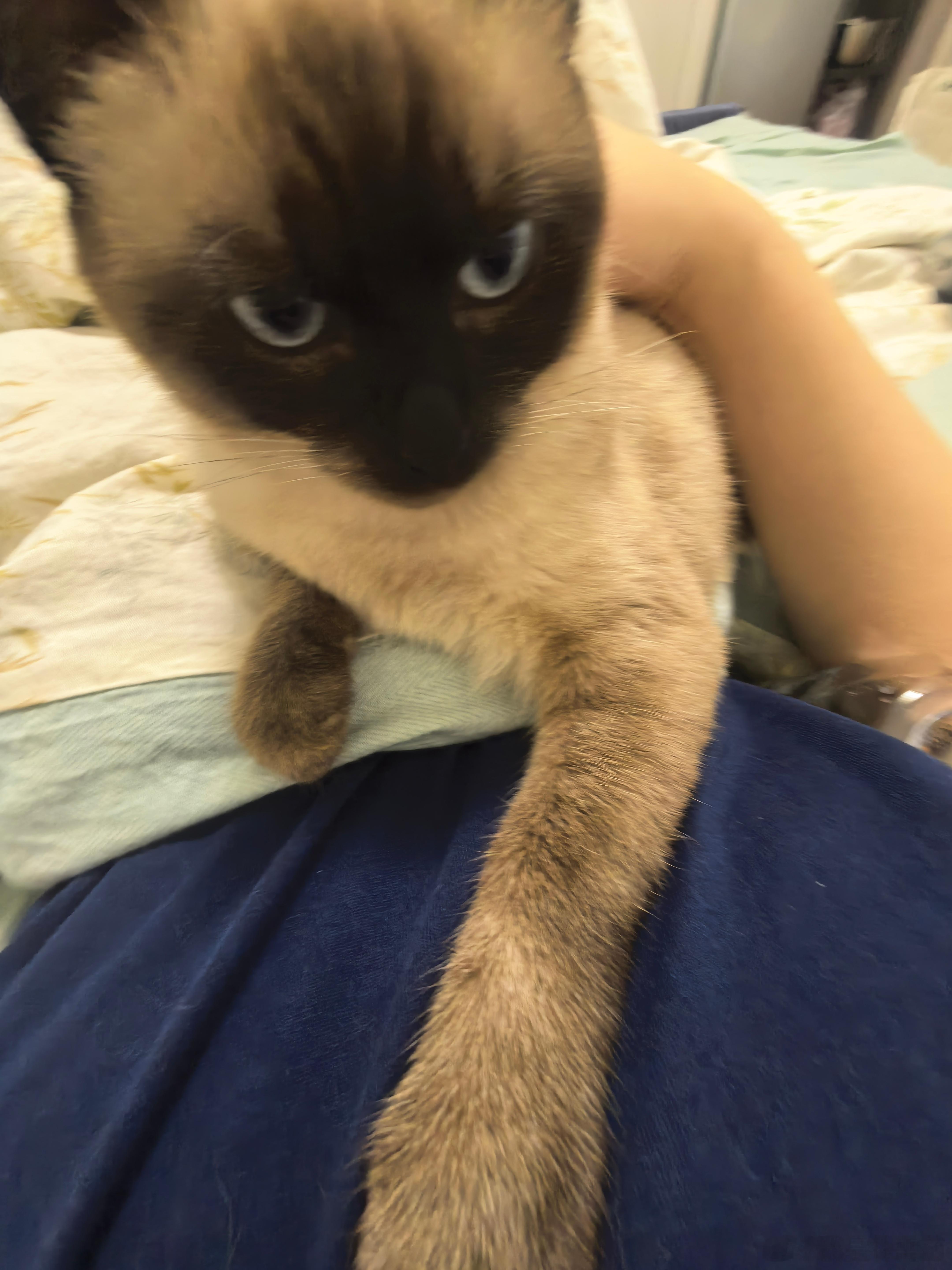小猫总是这个表情是为啥 