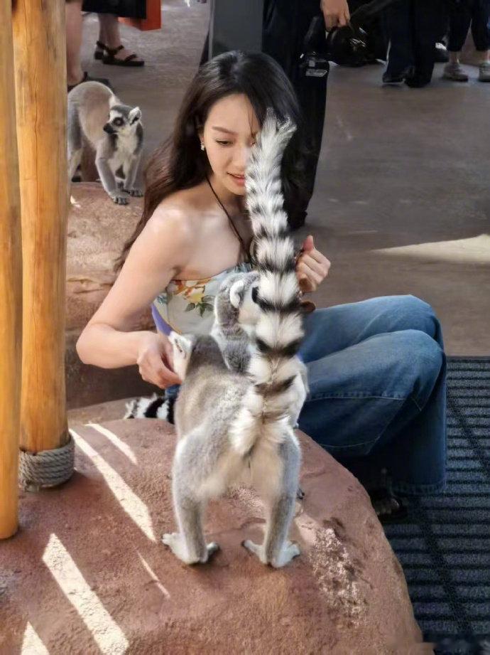 秦皇岛动物园偶遇宋茜有网友在秦皇岛动物园偶遇宋茜！镜头里她和环尾狐猴、长颈鹿互动