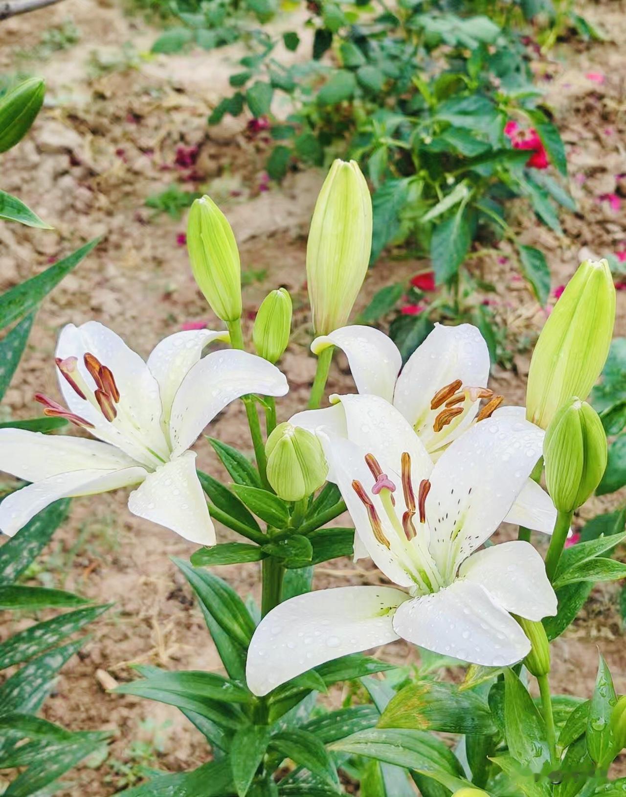 记录我的2026小院栅栏边种满了百合花，一朵朵次第盛开，微风一吹，淡淡的清甜花香