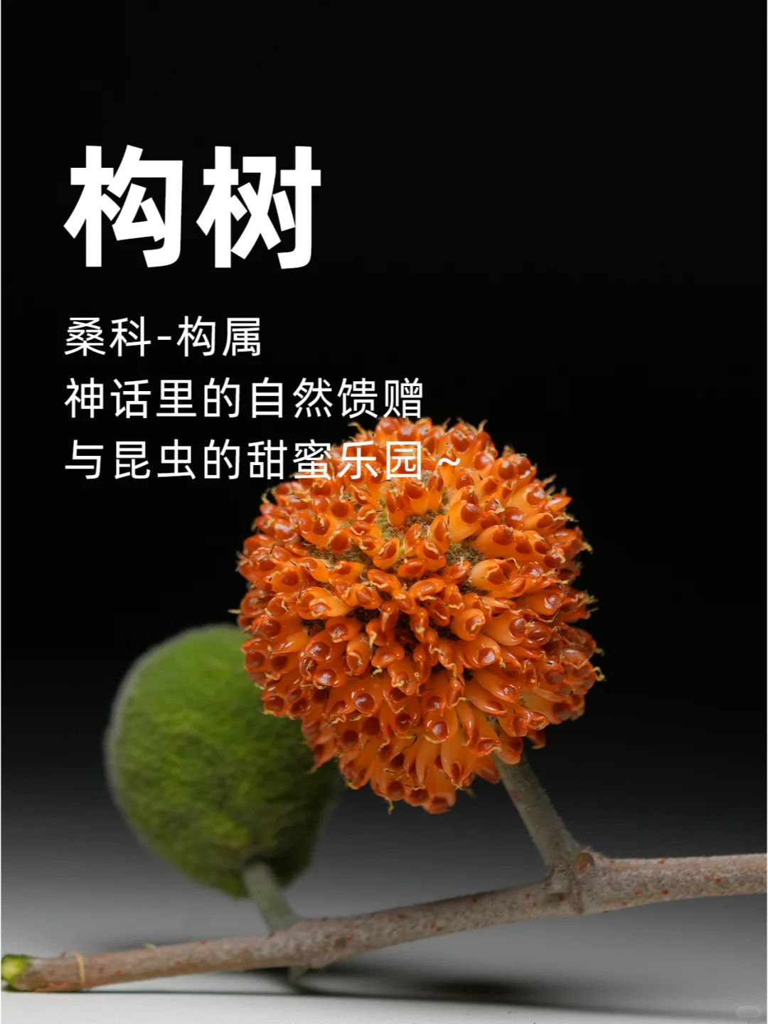 构树果，神话里的自然馈赠与昆虫的甜蜜乐园