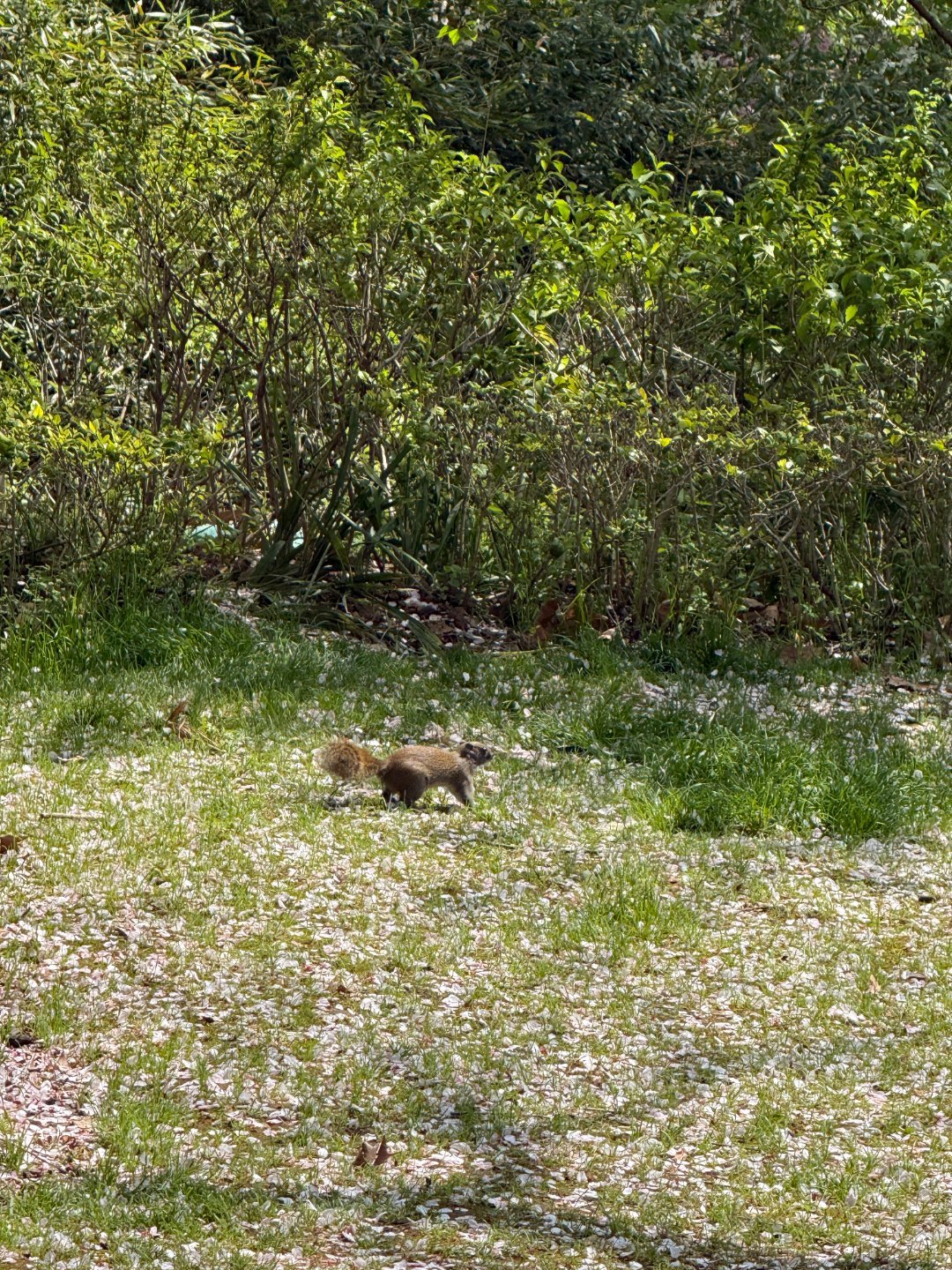 这两天出去逛的挺开心但是。。嗯，雷迪克我曹你的吗春天的浪漫是花花给的