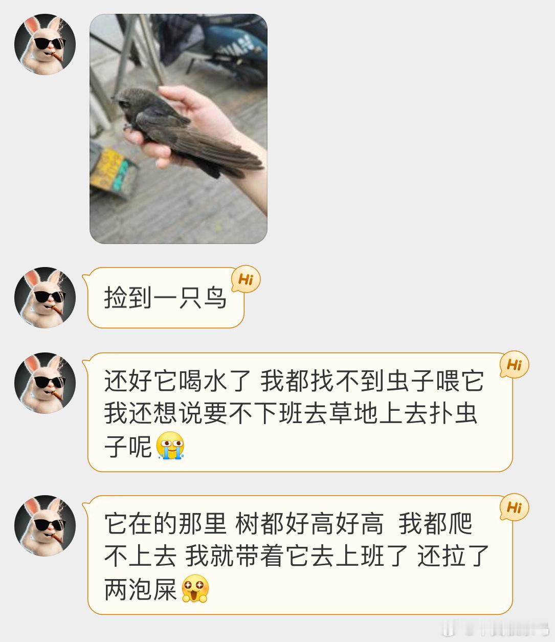 #鸟粉投稿# 捡到一只【小白腰雨燕】雨燕身体状态不好的时候才会在地上被发现可以嘴