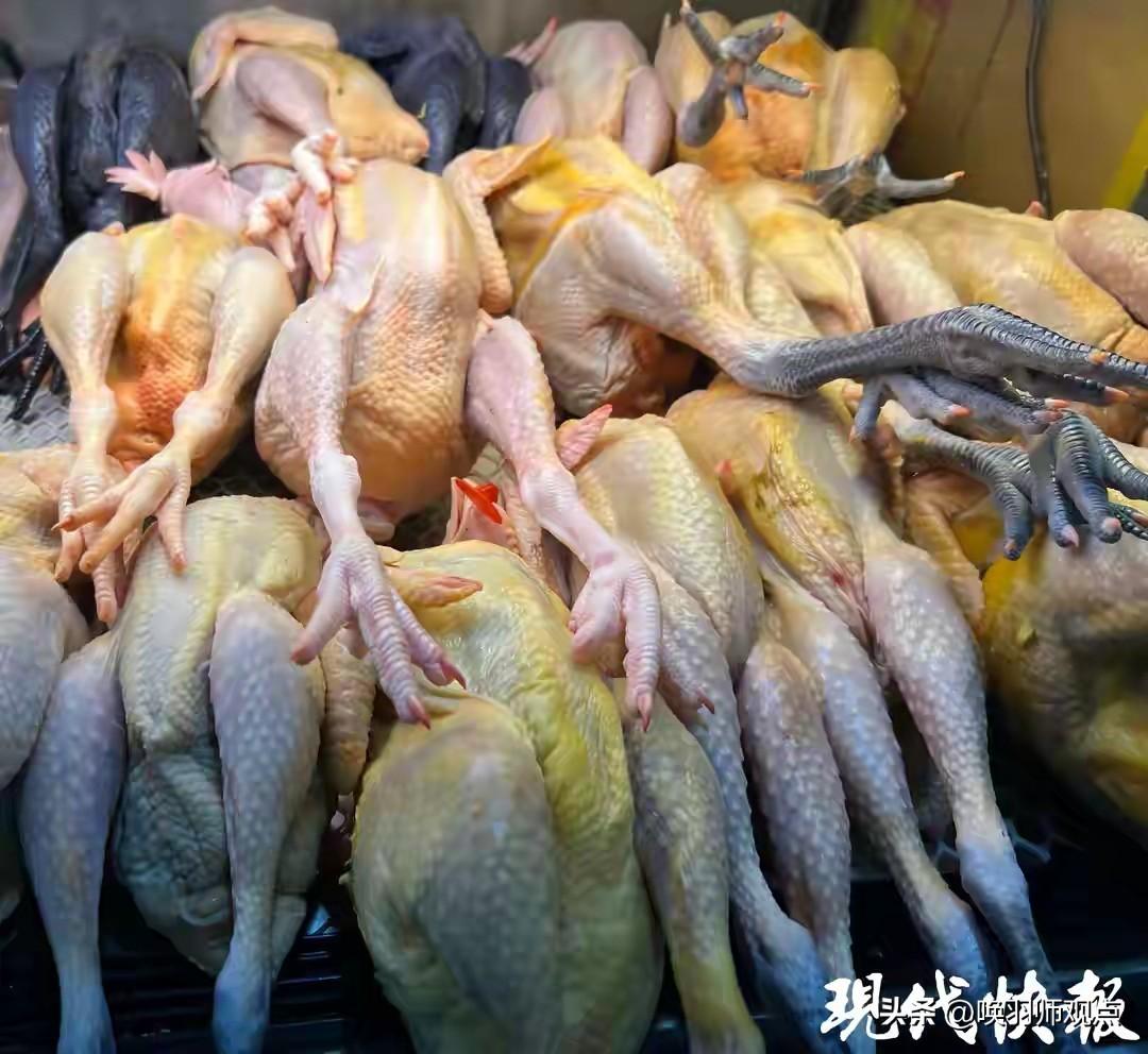 几十元买三只“老母鸡”？记者调查揭开真相：你煲的汤可能不是“老母鸡”

近日，现