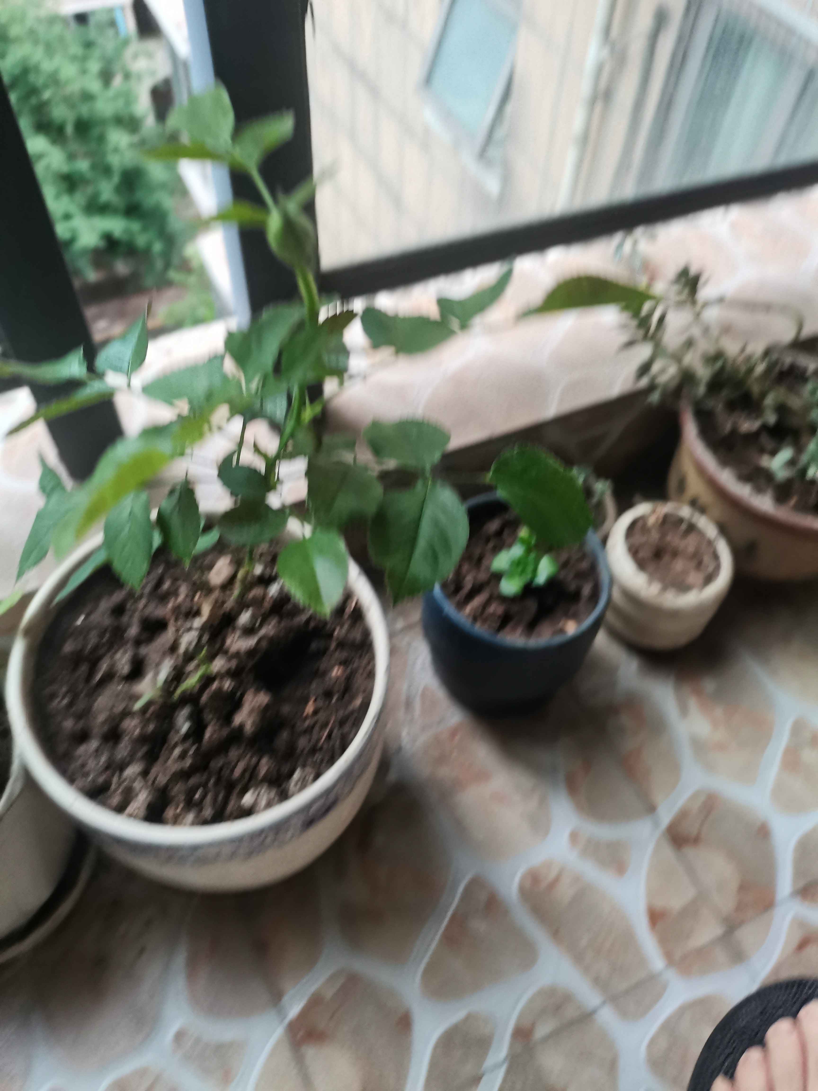 第四茬花苞了，虽然每次只有一朵，但是还是很满足 
