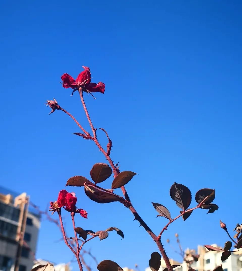 蓝天下的月季，虽然枯萎依然有月季花的底色，在冬日暖阳之下傲然挺立，保持美人的高冷