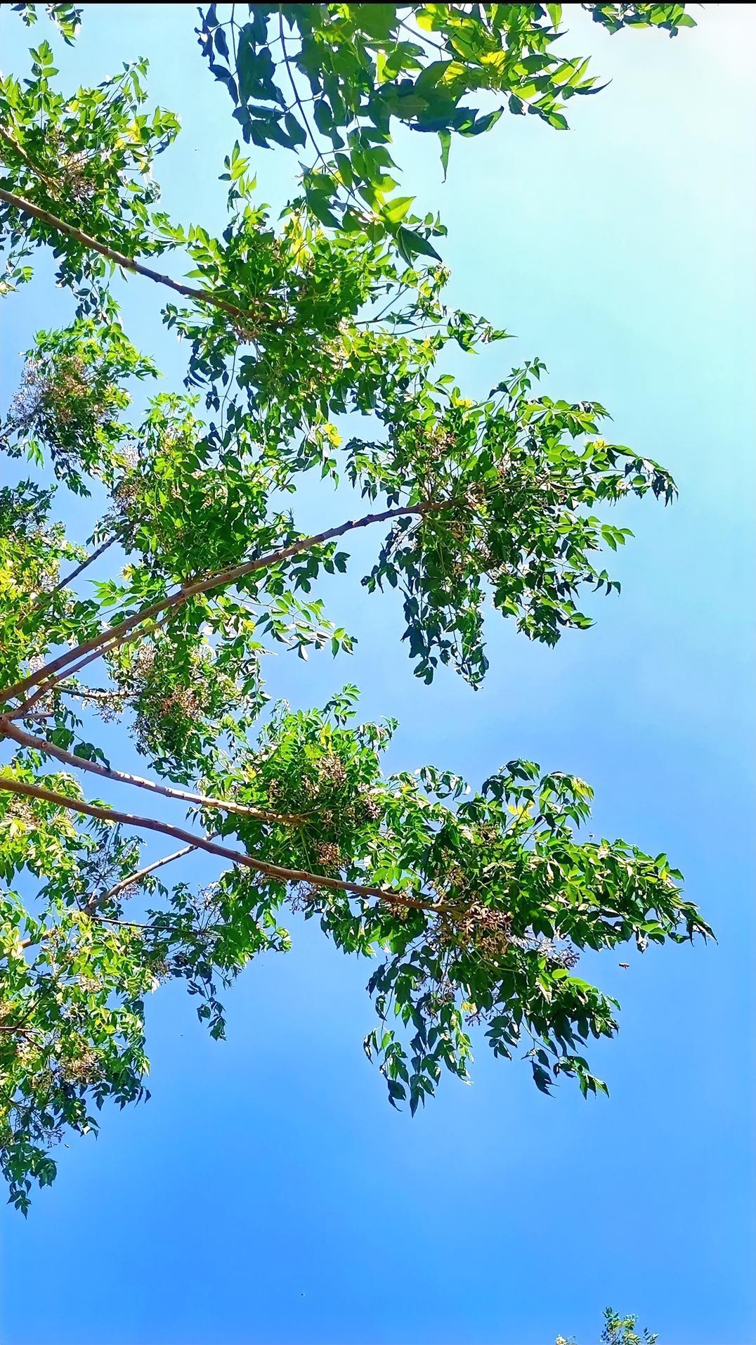 游春
鸟儿唱醒了清晨，
我又走进那片楝树林。
紫花轻绽，香气清馨。
山顶的那棵槐