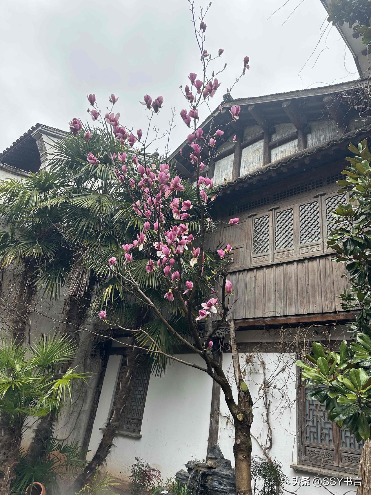 古朴木屋与粉嫩木兰花，春意盎然